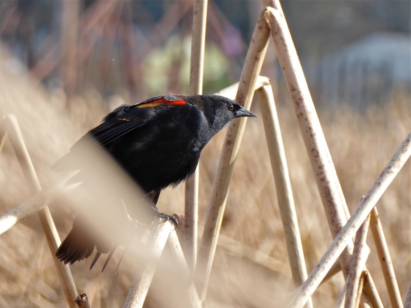 Profile of red-winged blackbird perched on dried cattails in marsh