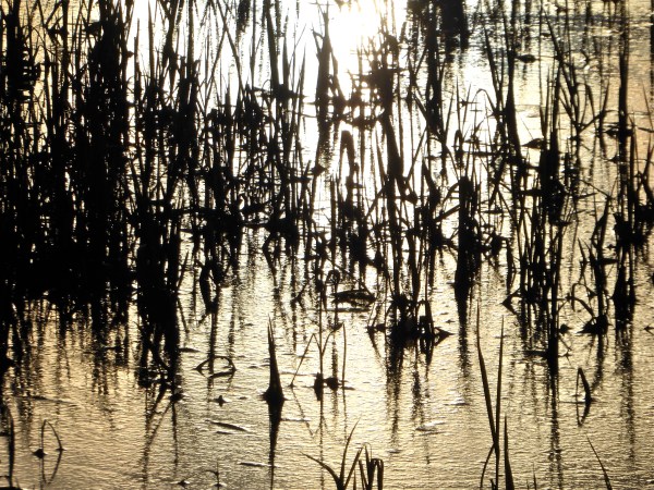 Marsh grasses silhouetted against gold background