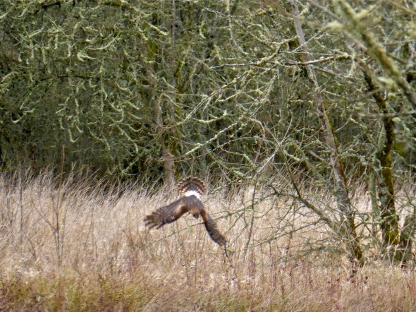 Northern harrier diving into grassland with wings outspread