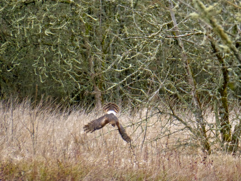 Northern harrier diving into grassland with wings outspread