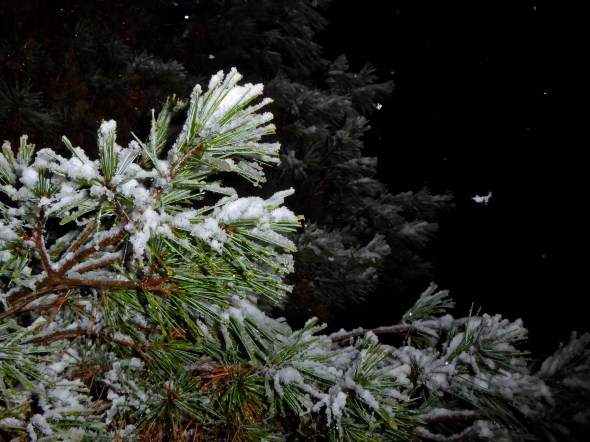 Snowy pine needles at night