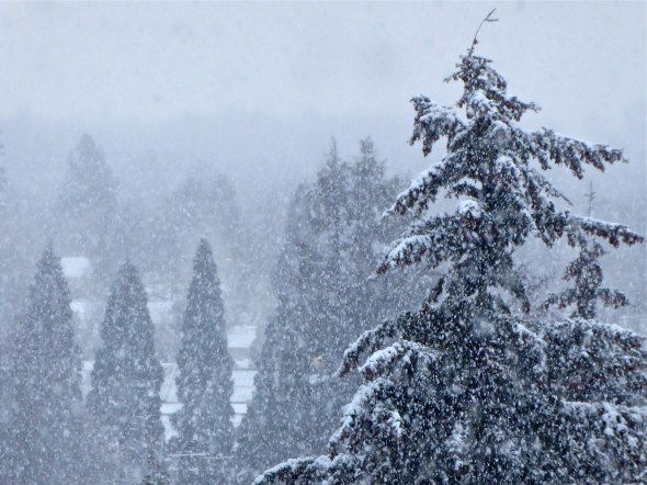 Heavy snow falling among large evergreen trees in town