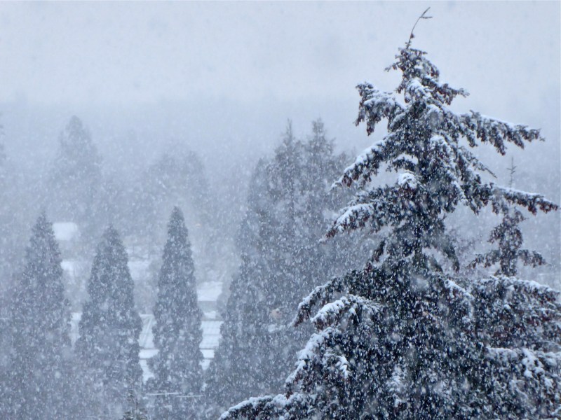 Heavy snow falling among large evergreen trees in town