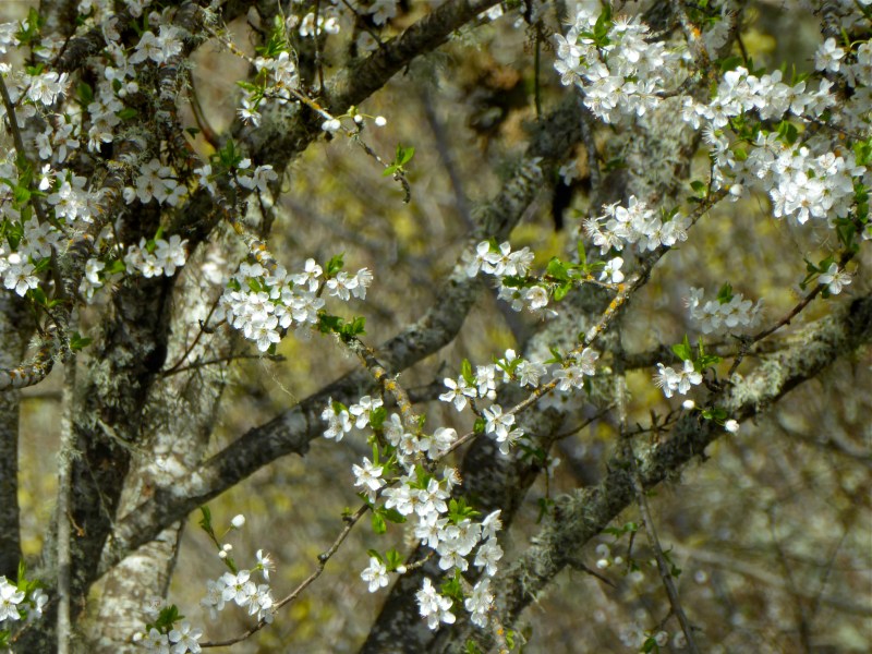 White cherry blossoms, new leaves and branches