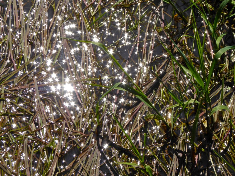 Marsh grasses and starry points of sunlight reflected in shallow water
