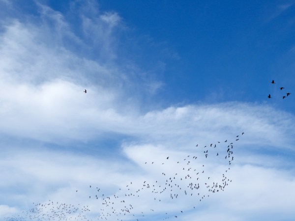 Flock of Canada geese flying in blue sky with white clouds and one hawk