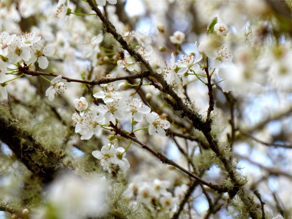White cherry blossoms and small branches covered in lichen
