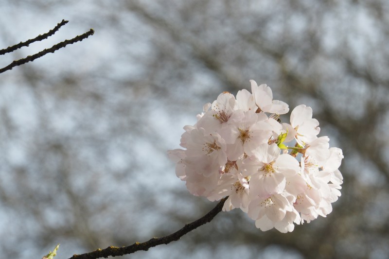 Cluster of light pink cherry blossoms