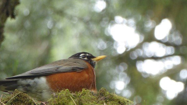Robin on green moss with green leafy background