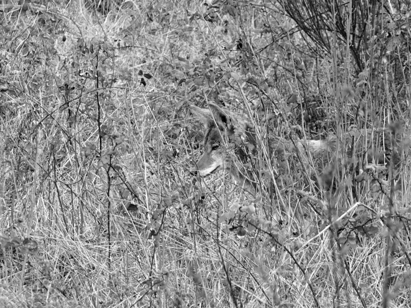 Coyote in overgrown field in black and white