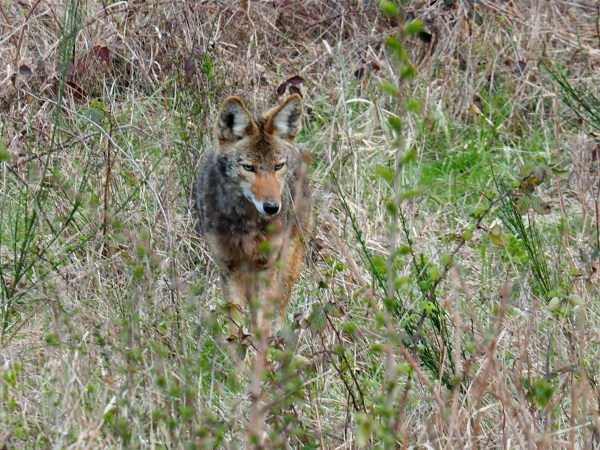 Mottled, tawny coyote standing in overgrown field