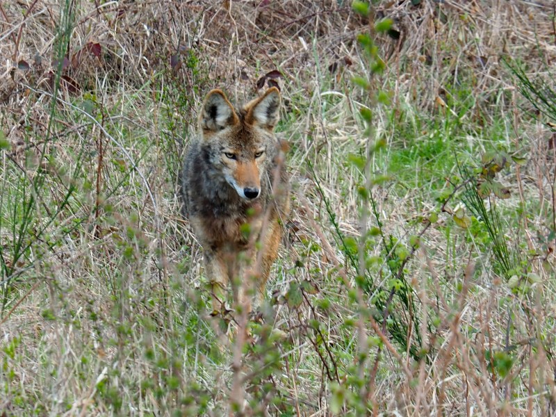 Mottled, tawny coyote standing in overgrown field