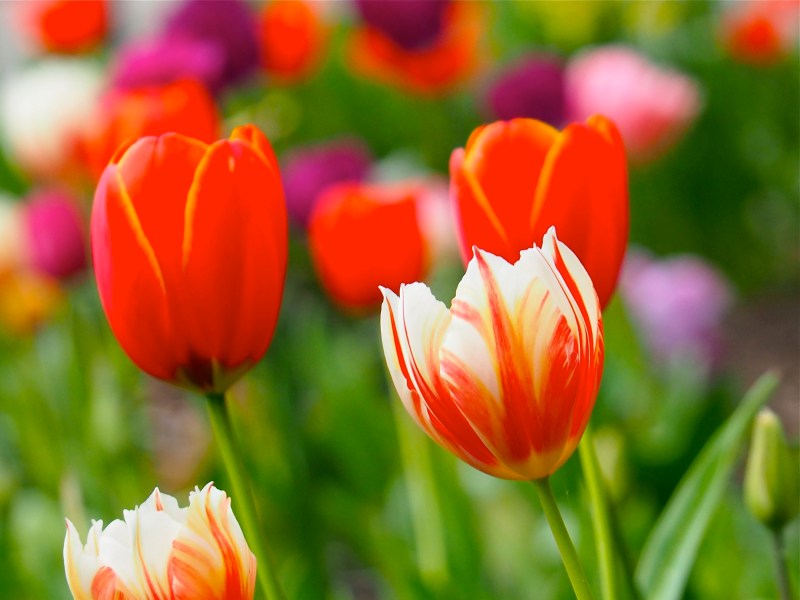 Multicolored tulips on green, leafy background