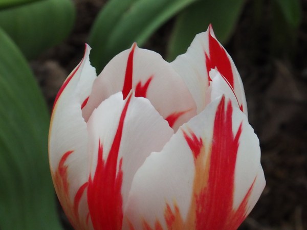 Red and white tulip