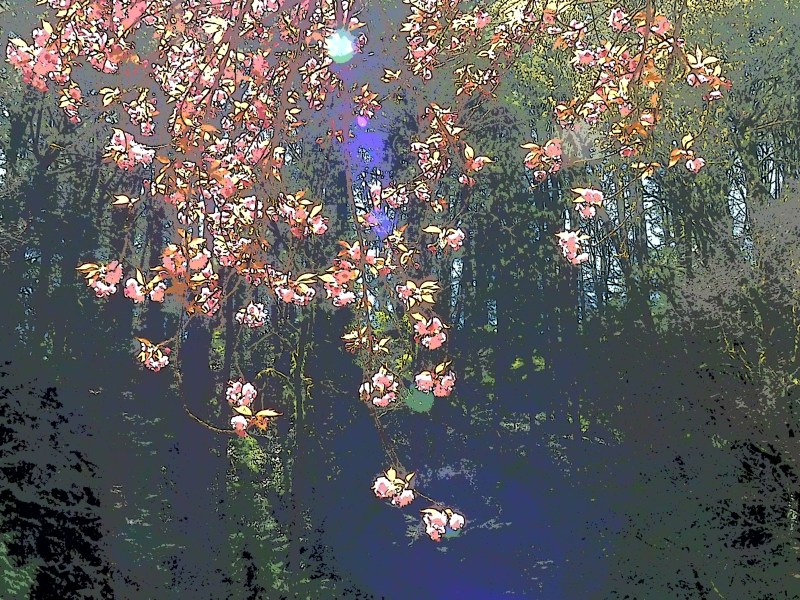 Abstract cherry blossoms with forest in backbround