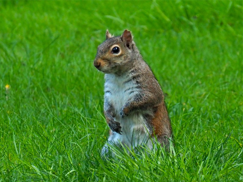 Squirrel standing in grass
