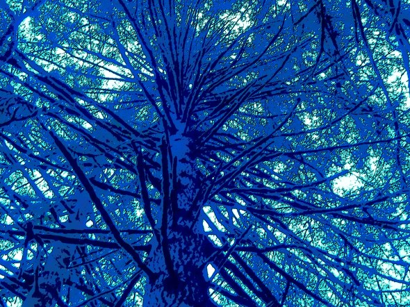 View skyward of many branches on large evergreen tree