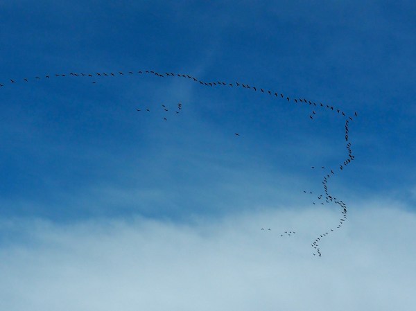 Large Vee of Canada Geese Flying