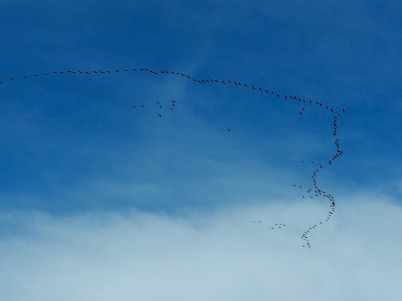 Large Vee of Canada Geese Flying