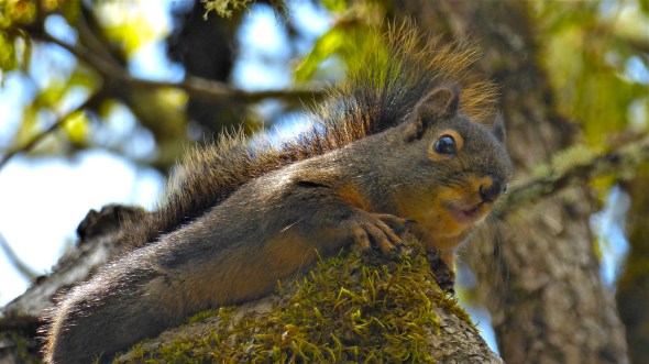 Small reddish-brown squirrel on top of mossy tree branch