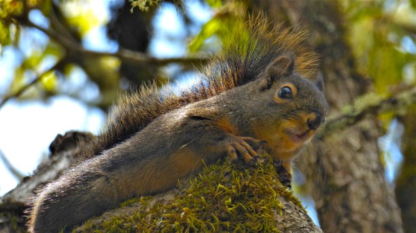 Small reddish-brown squirrel on top of mossy tree branch