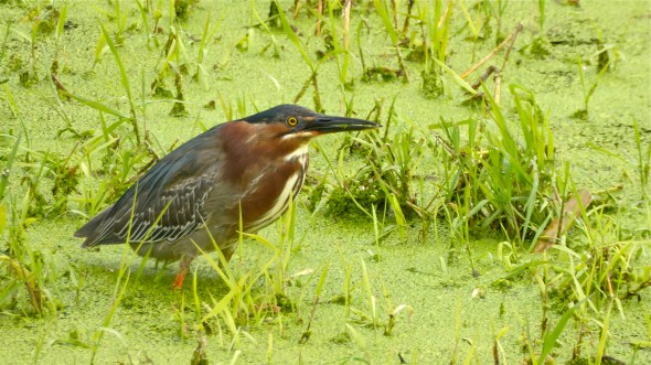 Green heron standing in marsh