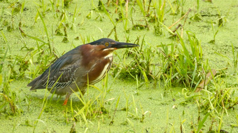 Green heron standing in marsh