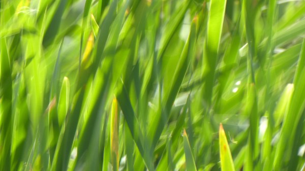 Blurred green cattail leaves moving in the wind