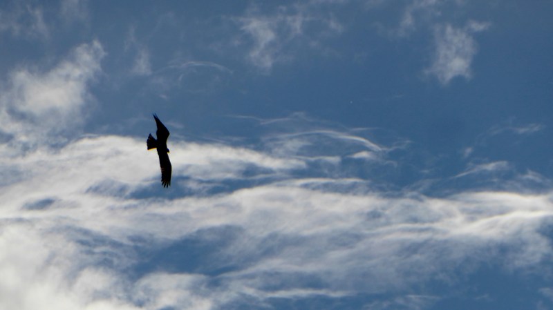 Osprey in silhouette flying in blue sky with white, wispy clouds