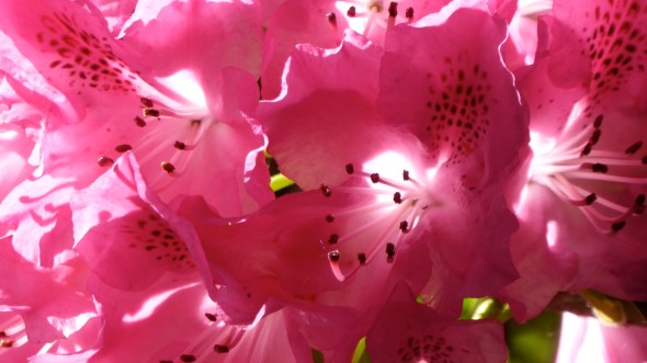 back-lit pink rhododendron blossoms
