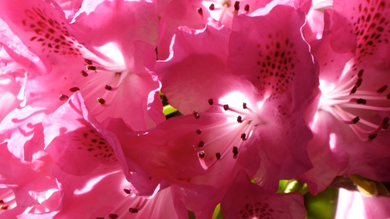 back-lit pink rhododendron blossoms