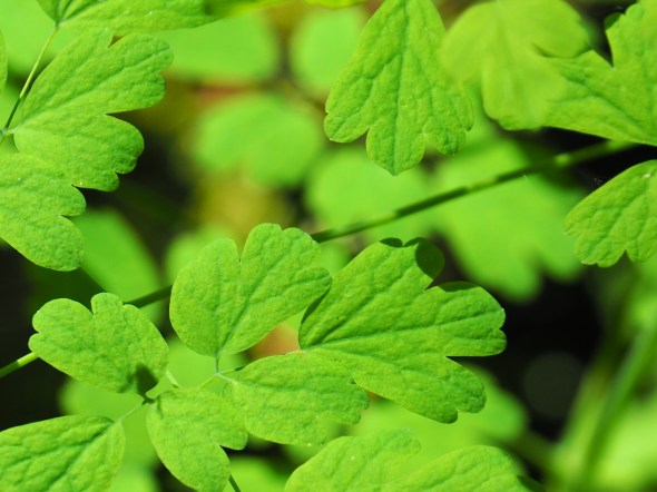 Green leaves of meadow rue close-up