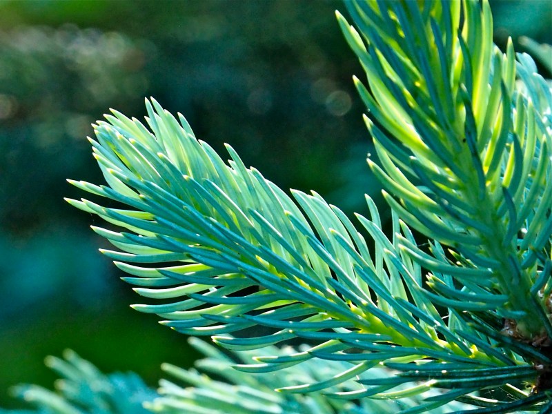 Blue-green needles on tips of blue spruce tree branches