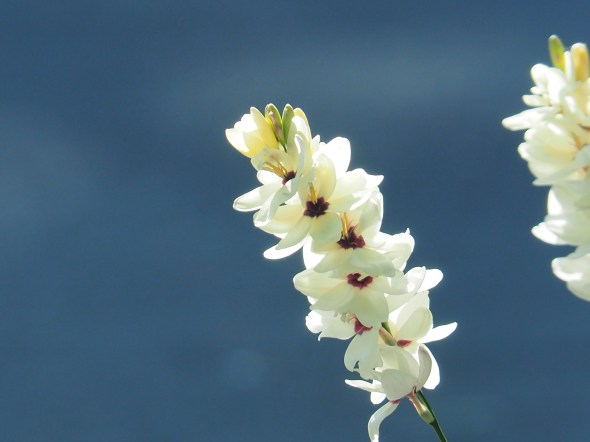 Stem covered with white flowers with deep red centers 