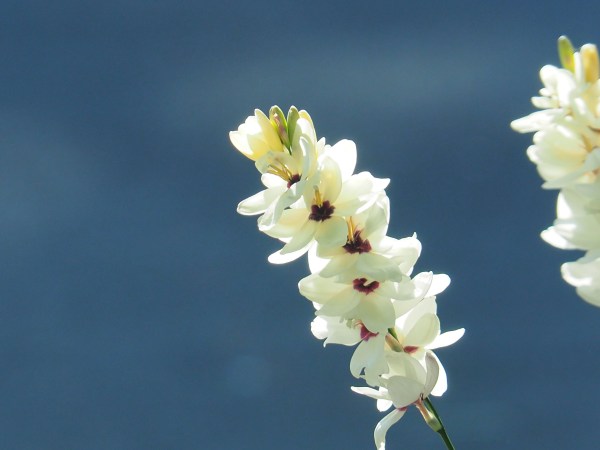 Stem covered with white flowers with deep red centers