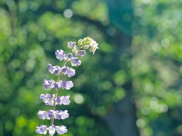 Sunlit lavender lupine blossoms on a green, leafy background