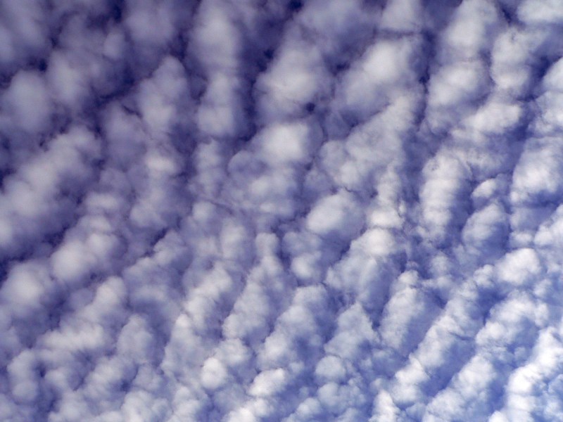 Rows of white, puffy clouds covering deep blue sky