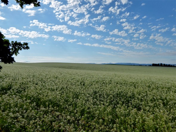 P1110334-FieldOf3Oaks-AmityOR-26June2017