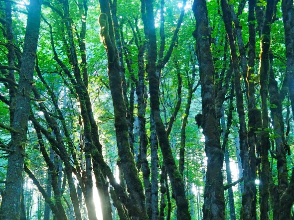 Forest with moss-covered tree trunks and green leaves