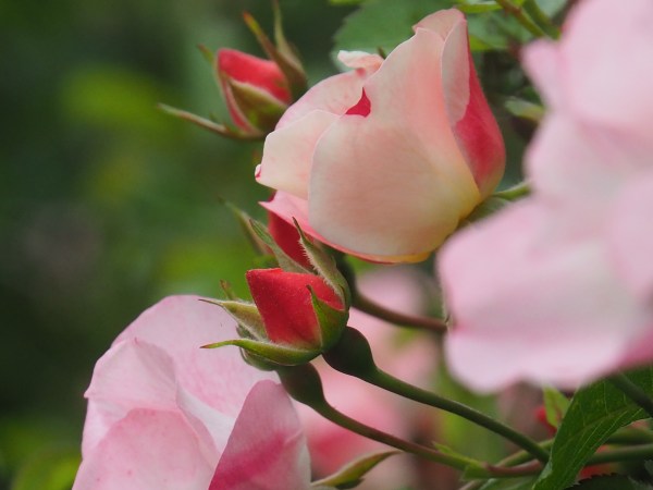 Pink roses and red rosebuds