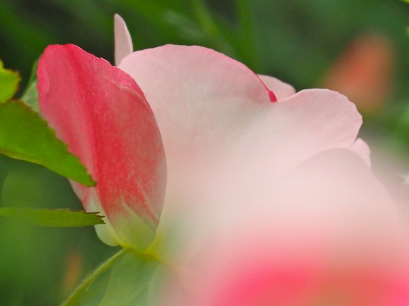 Pink rose and green leaves