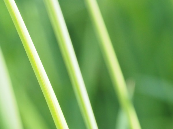 Close-up of grass stems on green meadow