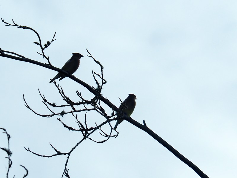 Silhouettes of two birds sitting on a branch