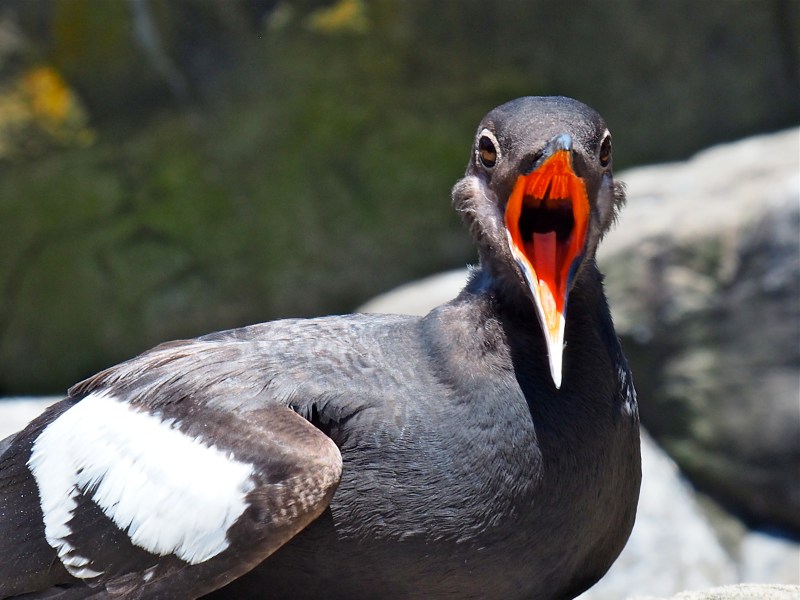Black-and-white seabird with orange mouth wide open