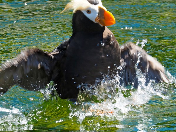 Tufted puffin flapping its wings in green water