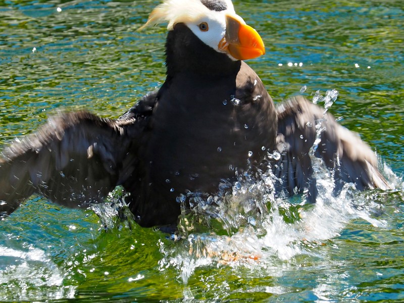 Tufted puffin flapping its wings in green water