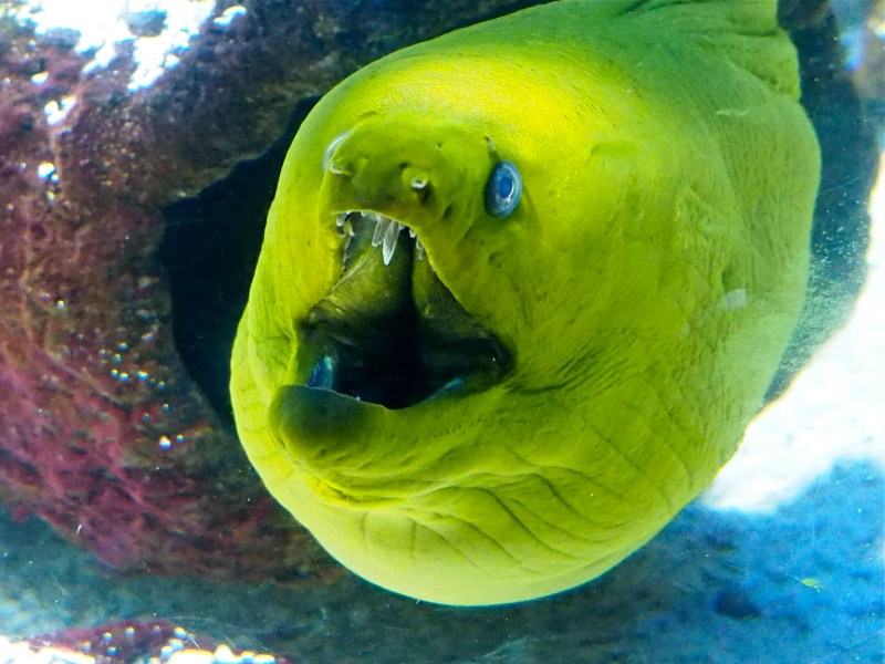Green moray eel with open mouth