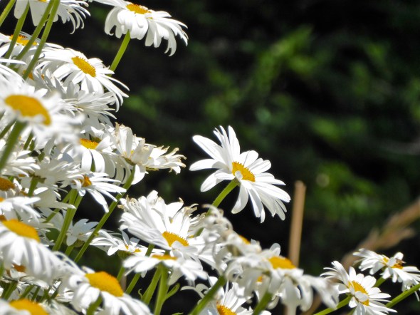 Many daisies against a dark green background