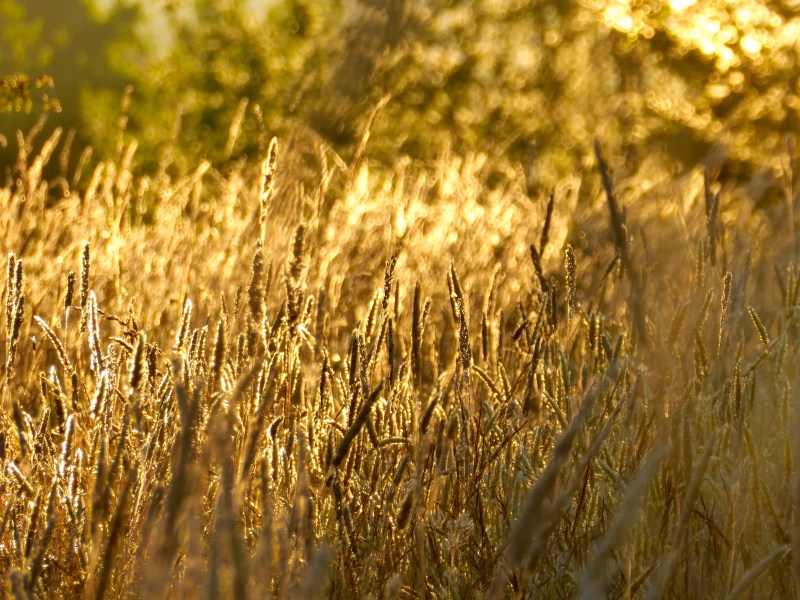 Backlit golden seed heads of grasses