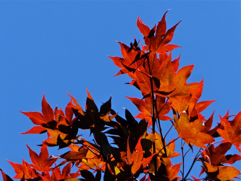 Red Japanese maple leaves against a blue sky